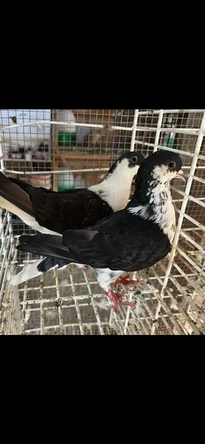 Pigeon afghani, View more