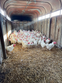 1 year old laying hens 