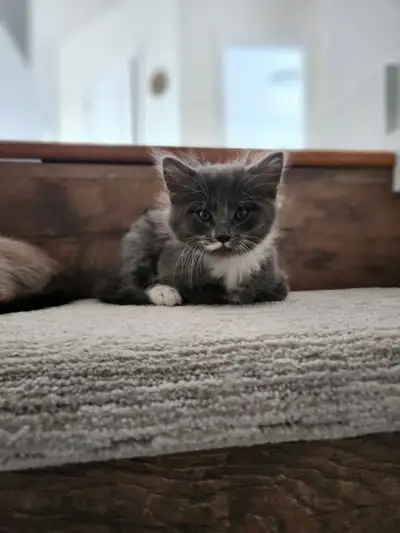 Adorable Kitten, View more