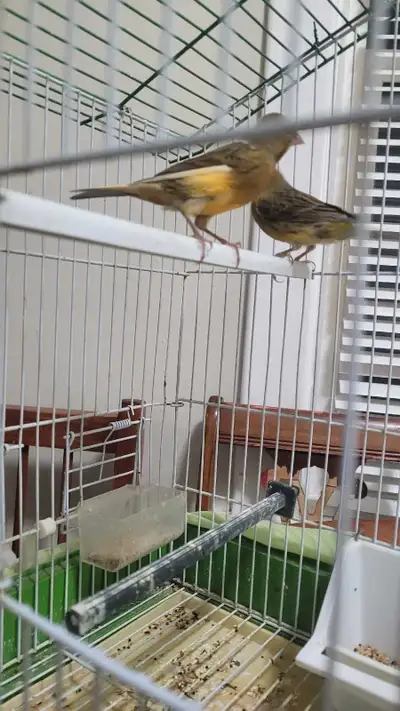 canarie pair , View more