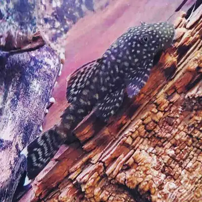 Silvertip bristlenose plecos , View more