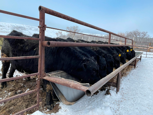 Registered Black Angus Bulls in Livestock in Swift Current - Image 4