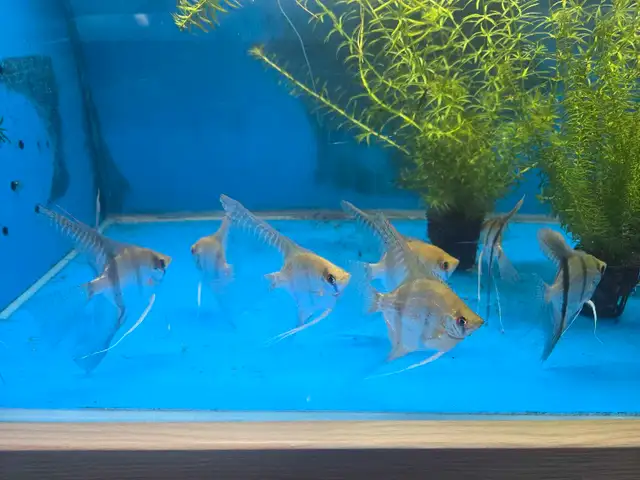 Angelfish  in Fish for Rehoming in Mississauga / Peel Region - Image 4