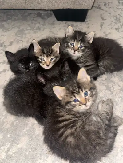 kittens for sale and rehoming, View more