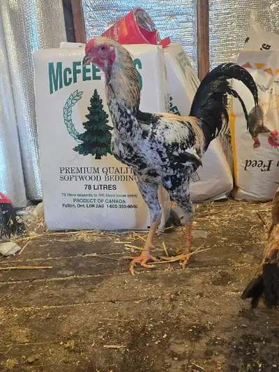 50/50 cross new breed in canada. These guys are super friendly docile good layers and a gaint chicke...