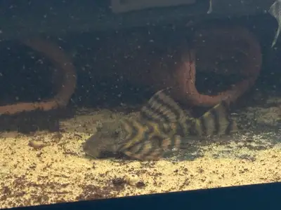 L397 Pleco Colony - Adults , View more