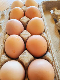Farm fresh eggs 