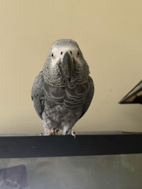 CONGO AFRICAN GREY PARROT FOR SALE