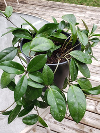 Large Wax Plant / Porcelain Flower (Hoya carnosa) with pot