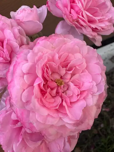 Belle chambre à louer toute équipée . Comprenant cuisine équipée ,buanderie gratuite, service de net...