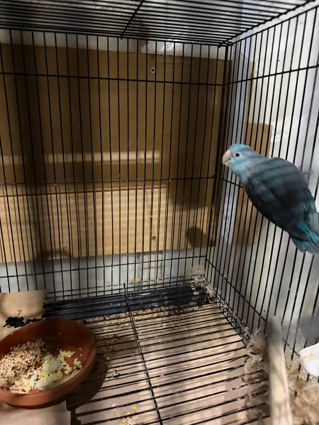 parrotlets pair  in Birds for Rehoming in Abbotsford - Image 2