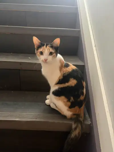 7 month old girl kitten, View more