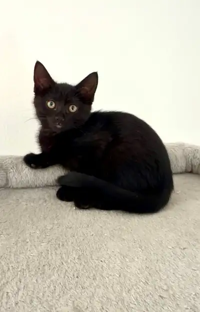 Bombay kitten , View more