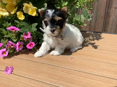 We have 1 yorkshire BIEWER puppy D.O.B. APRIL/24/2025 1 FEMALE READY for her new family on JUNE-19-2...