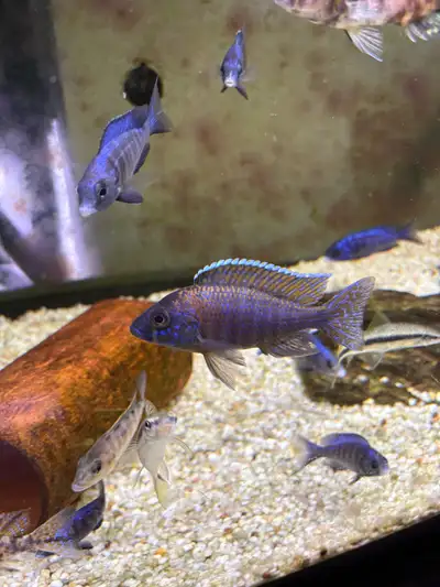 African cichlid fish, View more