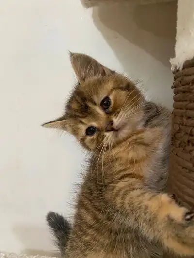 2.5 month old very healthy
