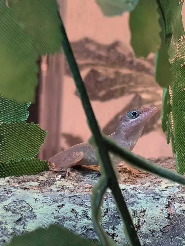 CB Dwarf Blue Eyed Anoles - juvies in Reptiles & Amphibians for Rehoming in Kawartha Lakes - Image 5