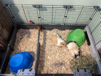 2 Guinea pigs for re-homing 