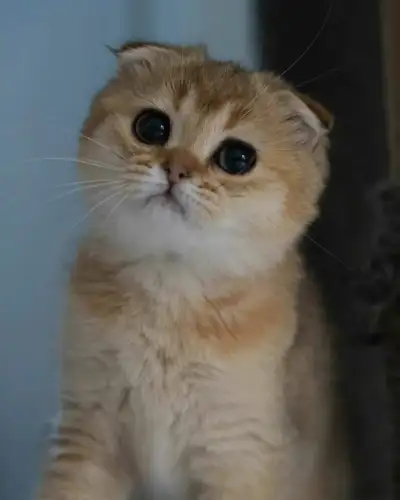 4-Month-Old Scottish Fold Kitten – Black Golden Shaded, View more