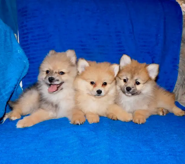 Pomeranian puppies (437-734-9480) in Dogs & Puppies for Rehoming in City of Toronto - Image 7