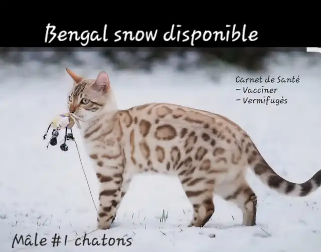 Chatons Bengal in Cats & Kittens for Rehoming in Laval / North Shore - Image 3