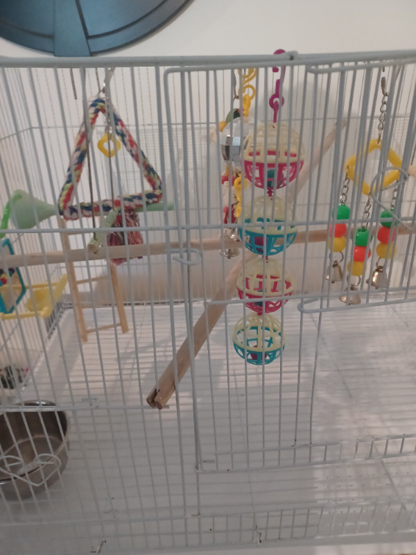 flight birdcage bells & toys included 30inches by 18 in Birds for Rehoming in Abbotsford - Image 3