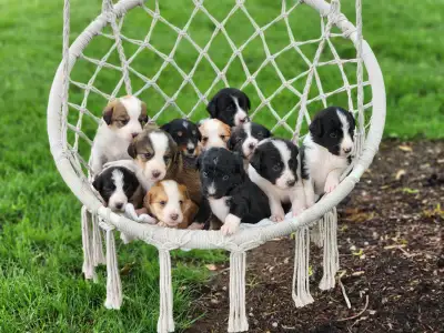 Bernedoodle cross puppies, View more