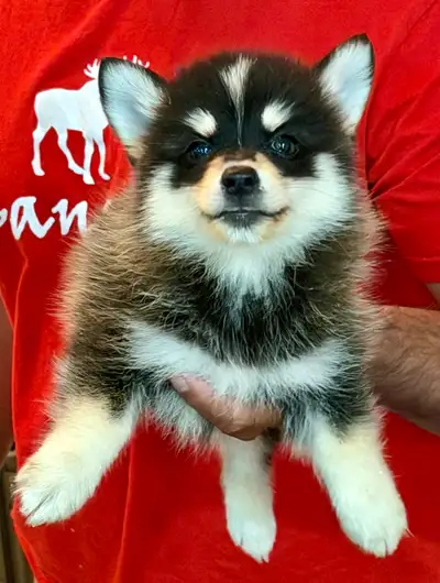 pompsky puppies, View more