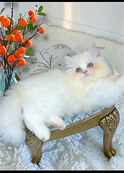 Pretty & purring Persian Kittens ( rare colours), View more