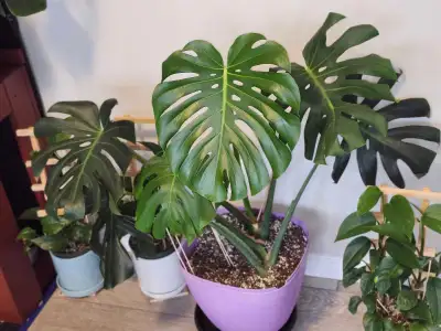 Monstera Deliciosa, View more
