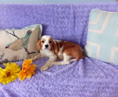Gorgeous Cavalier x Cocker Spaniel Puppies , View more