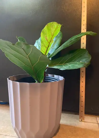 Ficus Lyrata plant, View more