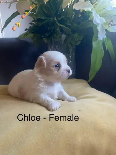 Adorable Exotic Puppies Non- Shedding ,Non Hypoallergenic, View more