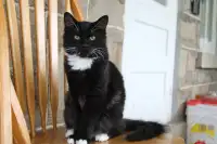 Cat for adoption 