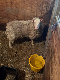 Sheep For Sale 