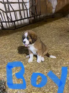 ALL PUPPIES SOLD in Dogs & Puppies for Rehoming in St. Albert - Image 6