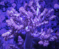 Kenya Tree Coral frags 