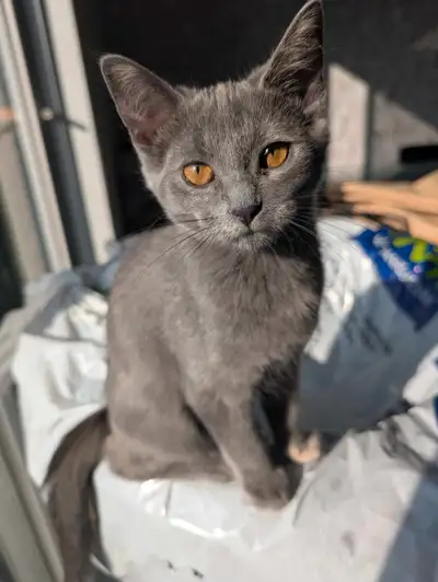 Chatonne vaccinée 2x, Vermifugée 2x, Stérilisée et micropucée, View more