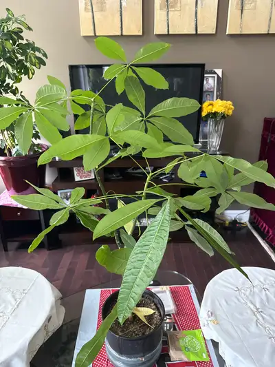 Money Tree Plant, View more