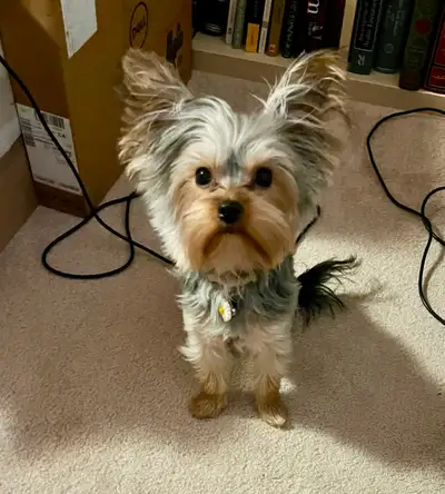 Yorkshire puppy - 6 months, Champion bloodline, peepad trained, View more