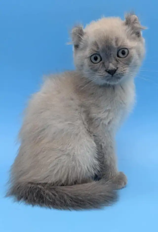 Magnifique Highland Lynx in Cats & Kittens for Rehoming in Longueuil / South Shore - Image 2