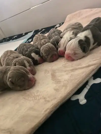 Olde English Bulldog Bulldogge Puppies IOEBA Registered, View more