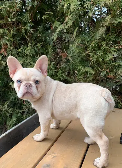 Bouledogue français Crème platinum 4mois en bonne santé vermifugé.