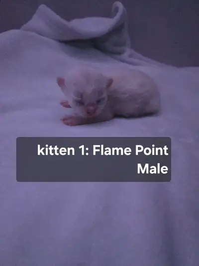 Purebred Persian Kittens, View more