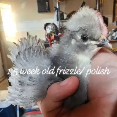 chicks and Hatching eggs , View more