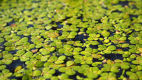 Wanting Duckweed (or other pond plants)
