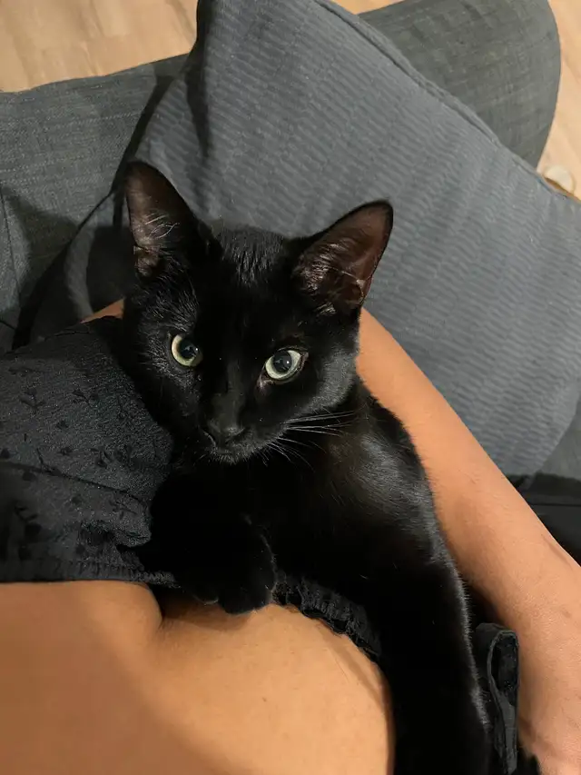 Young black kitten in Cats & Kittens for Rehoming in City of Montréal - Image 2