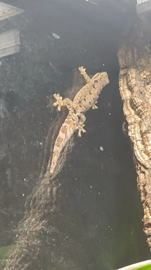 Baby Mourning Geckos! in Reptiles & Amphibians for Rehoming in Hamilton - Image 7