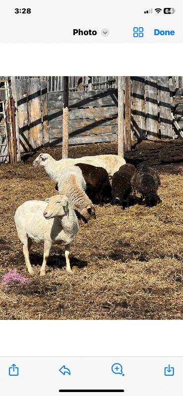 Ewes for sale reduced in Livestock in Saskatoon - Image 4