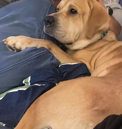  FREE to Good Home – Kane, Great Pyrenees x Mastiff, View more